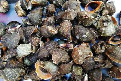 海螺養殖高產技術指南 簡單實用的方法讓你輕松提升產量