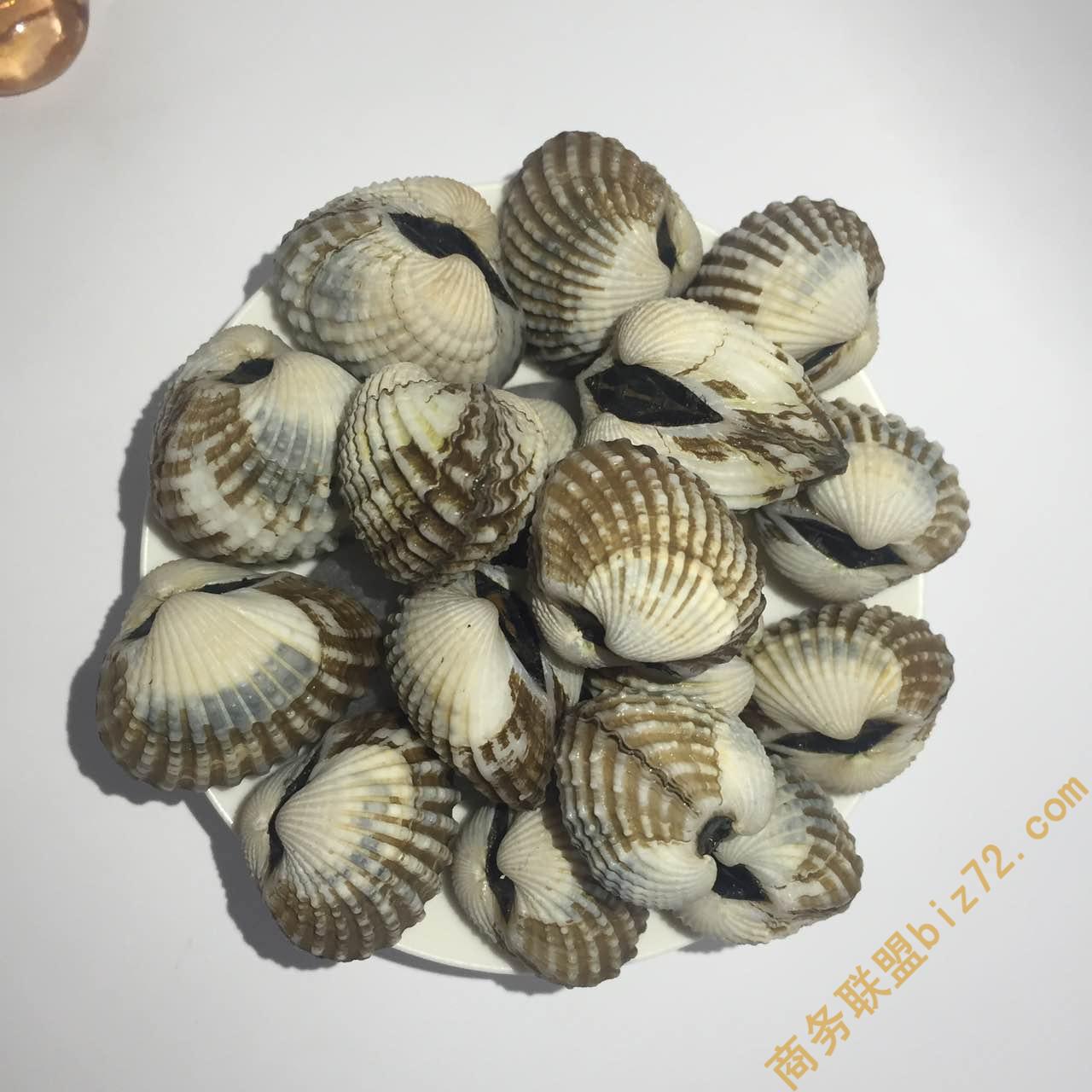 探秘鮮味之源 寧德直供二三蚶與鮮活貝類批發