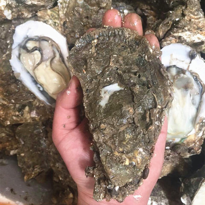 鮮活半殼大生蠔批發(fā)攻略 買50個(gè)包郵，燒烤必備的海味優(yōu)選！