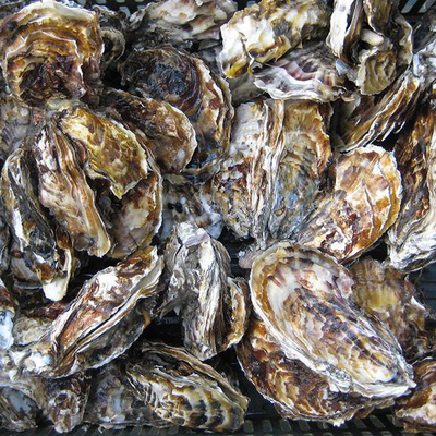 源自純凈海域的極致鮮甜 正宗乳山牡蠣十斤禮盒裝深度解析