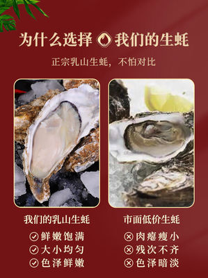 從海到餐桌的鮮美旅程 乳山生蠔的品質(zhì)之謎